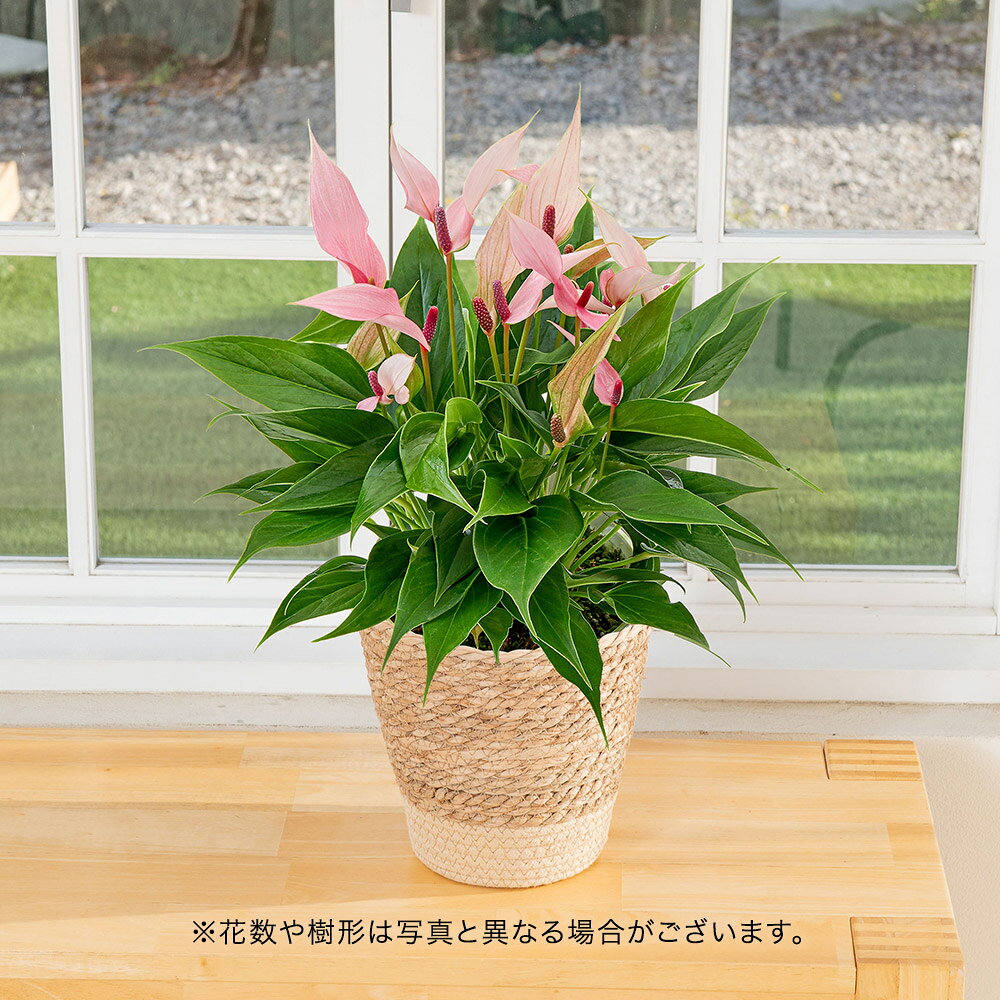 楽天市場】アリッサム（花・観葉植物｜花・ガーデン・DIY）の通販