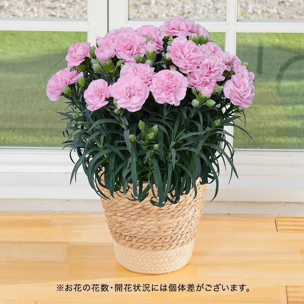 母の日 カーネーション「スカイビュー」花鉢植え 紫系 日比谷花壇 鉢花のサムネイル