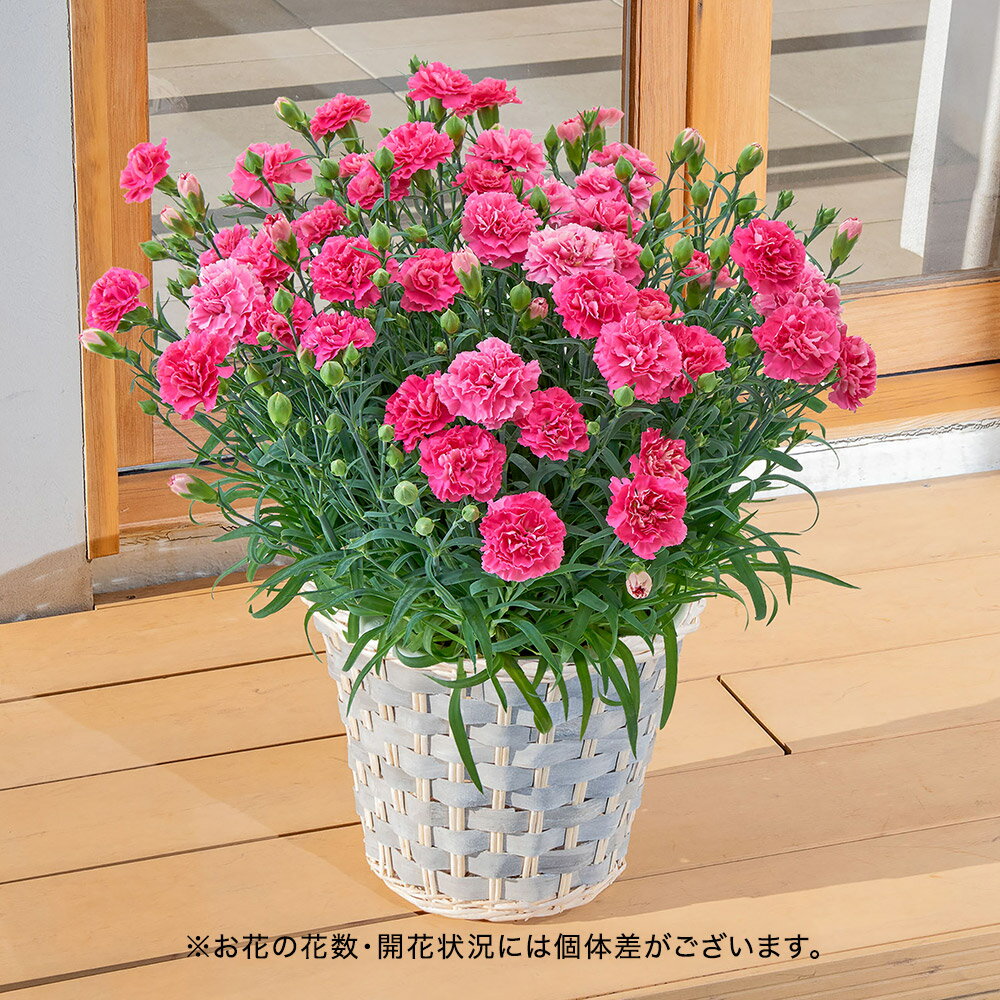 母の日 カーネーション ピンク系 7号 花鉢植え 日比谷花壇 鉢花のサムネイル