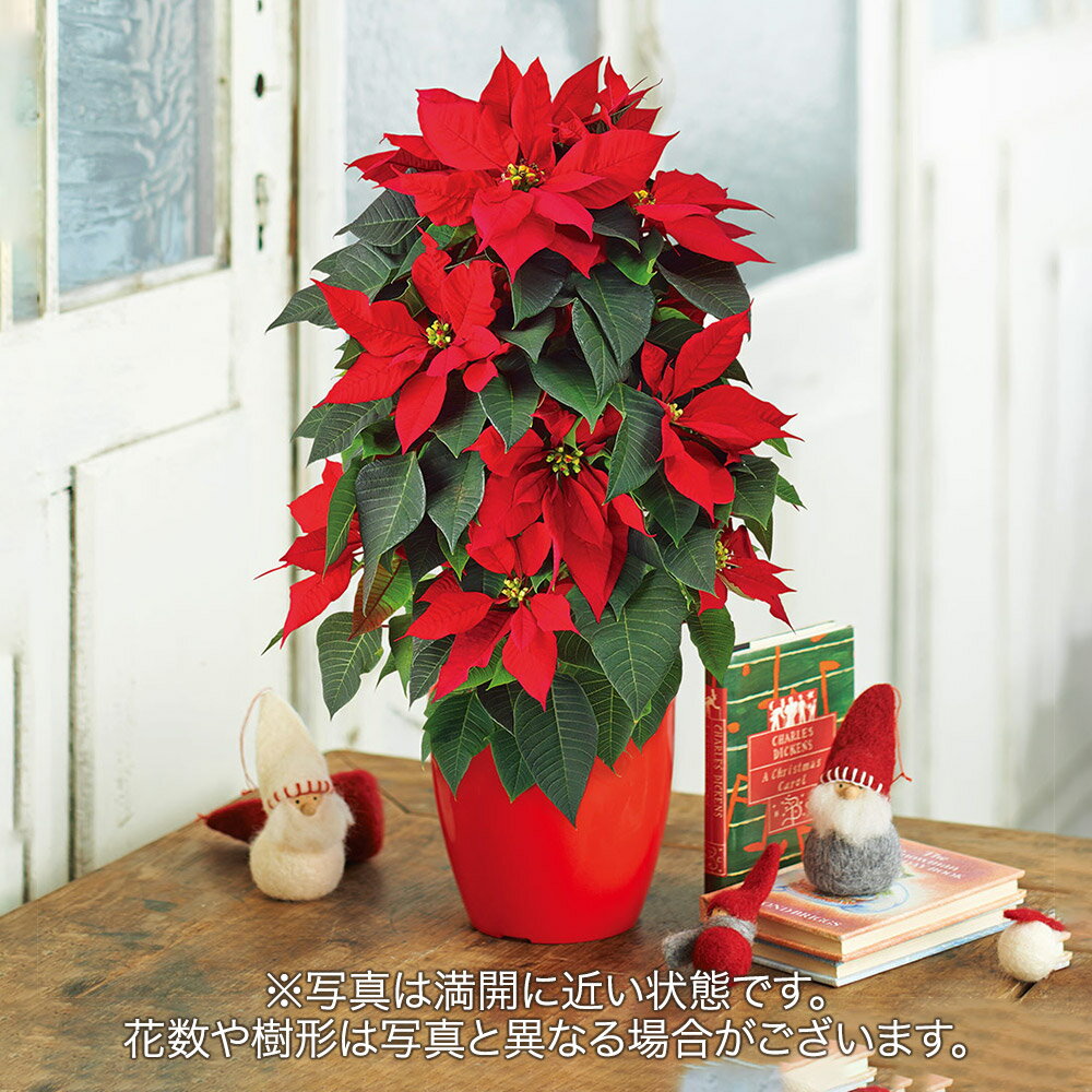 鉢花 花鉢 クリスマス ポインセチア タワー仕立て（5号） ギフト プレゼント