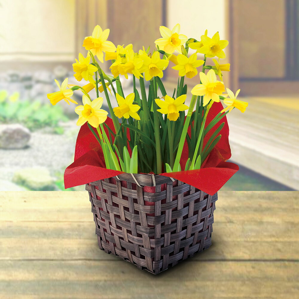 お正月 花鉢 水仙(6号) 日比谷花壇