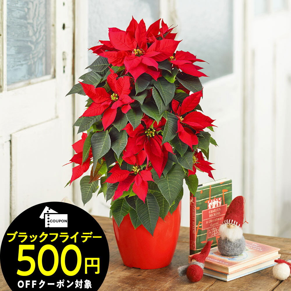 【お届けは11/21から12/10】クリスマス 花鉢 ポインセチア タワー仕立て(5号) 日比谷花壇 ポインセチア 鉢 クリスマスギフト 花 クリスマス飾り クリスマス インテリア お祝い 花束 プレゼント 結婚記念日のサムネイル