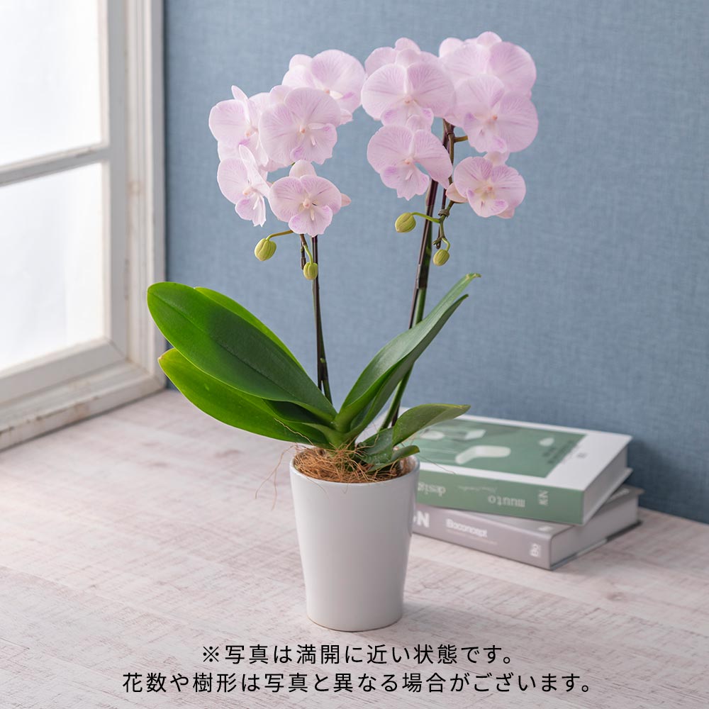 商品画像2