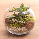 観葉植物 テラリウム「ラ フェルム」 日比谷花壇 誕生日 花 プレゼント インテリアグリーン 自宅用 記念日 新築祝い 開店祝い 結婚記念日 退職祝い 送料無料...
