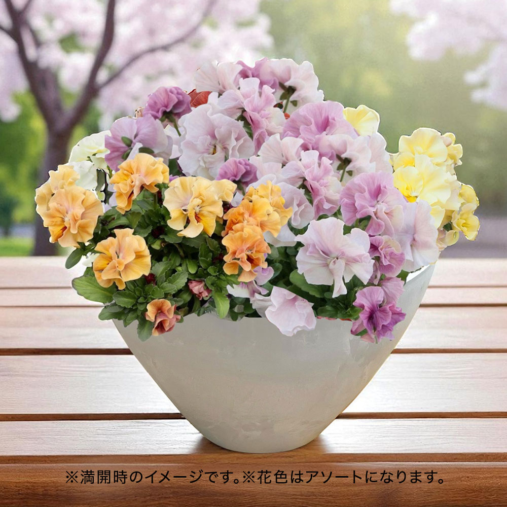 花鉢 ギフト 花鉢 フリル咲きパンジー 寄せ植え (シエルブリエ色おまかせMIX) 日比谷花壇 誕生日 花 プレゼント 記念日 出産祝い 結婚記念日 結婚祝い 退職祝い 新築祝い メッセージカード フラワーギフト 誕生日プレゼントのサムネイル