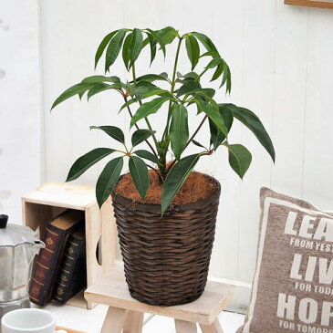 【日比谷花壇】観葉植物「ツピタンサス・バスケット」