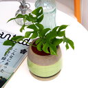 観葉植物 ヒメモンステラアンティークポット 日比谷花壇 誕生日 花 プレゼント インテリアグリーン 自宅用 記念日 新築祝い 開店祝い 結婚記念日 退職祝い フ...