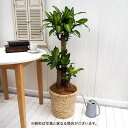 観葉植物「幸福の木(L)・バスケット」 日比谷花壇 誕生日 花 プレゼント インテリアグリーン 自宅用 記念日 新築祝い 開店祝い 結婚記念日 退職祝い 送料無...