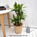 観葉植物「幸福の木(M)・バスケット」 日比谷花壇 誕生日 花 プレゼント インテリアグリーン 自宅用 記念日 新築祝い 開店祝い 結婚記念日 退職祝い 送料無...