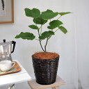 観葉植物「ウンベラータ6号バスケット」 日比谷花壇 誕生日 花 プレゼント インテリアグリーン 自宅用 記念日 新築祝い 開店祝い 結婚記念日 退職祝い 送料無...