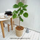 観葉植物「ウンベラータ(L)・バスケット」【大型配送】 日比谷花壇 誕生日 花 プレゼント インテリアグリーン 自宅用 記念日 新築祝い 開店祝い 結婚記念日 ...