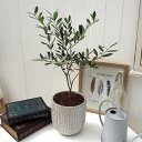 観葉植物「オリーブアンティークポット」 日比谷花壇 誕生日 花 プレゼント インテリアグリーン 自宅用 記念日 新築祝い 開店祝い 結婚記念日 退職祝い 送料無...