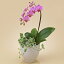 【日比谷花壇】【ネット限定】ミディ胡蝶蘭(ピンク)1本立ち