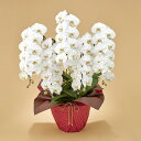 花鉢 ギフト 「胡蝶蘭(ホワイト)5本立ち」【大型配送】 日比谷花壇 誕生日 お祝い 結婚祝い 開店祝い 新築祝い メッセージカード 送料無料 フラワーギフト ...