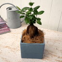 観葉植物「人参ガジュマルスクエア(S) 」 日比谷花壇 誕生日 花 プレゼント インテリアグリーン 自宅用 記念日 新築祝い 開店祝い 結婚記念日 退職祝い フ...
