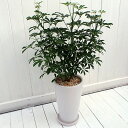 観葉植物「カポックコンパクタ・ホワイトポット」 日比谷花壇 誕生日 花 プレゼント インテリアグリーン 自宅用 記念日 新築祝い 開店祝い 結婚記念日 退職祝い...