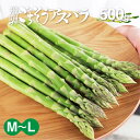 朝採れ 国産 グリーンアスパラガス M~L 500g 夏 アスパラガス 食用 飛騨のごちそうアスパラ アスパラ 送料無料 飛騨 旬野菜 産地直送 水村農園 農家直送 バーベキュー 焼肉 にも 直送