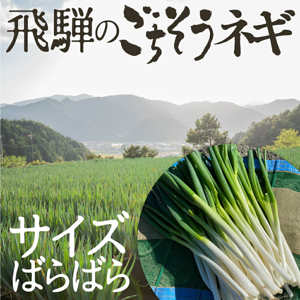 訳あり 野菜 ねぎ 極太 大容量 飛騨のごちそうネギ サイズばらばら 5kg 30本-40本 旬の野菜 希少品種 旬野菜 秋野菜 冬野菜 水村農園 岐阜県産 産地直送 産直 農家直送 白ネギ 白ねぎ 根深ネギ 葱 お得