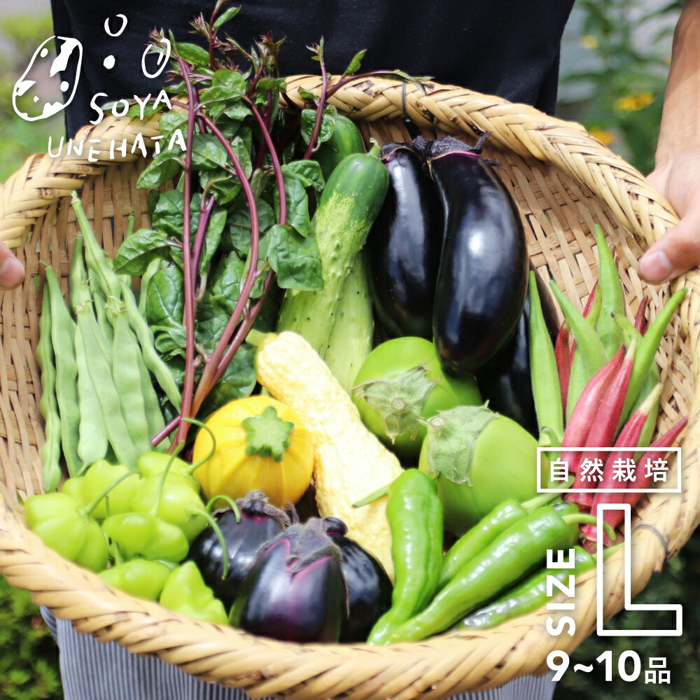【先行予約 8月出荷】朝採れ 産地直送 野菜セット 固定種 在来種 自然栽培 野菜BOX Lサイズ 9～10品 送料無料 野菜 詰め合わせ つめあわせ やさい 採れたて 希少品種 珍しい 旬野菜 夏野菜 秋野菜 自家採種 岐阜県産 飛騨 ソヤ畦畑 産直 農家 直送のサムネイル