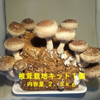 椎茸栽培キット キノコ きのこ 椎茸 しいたけ シイタケ 家庭菜園 自由研究 観察 初...