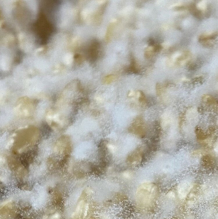 【送料無料】無添加発芽玄米麹【生麹】500g×3パック(1.5kg)　飛騨こうじ織勢　飛騨...
