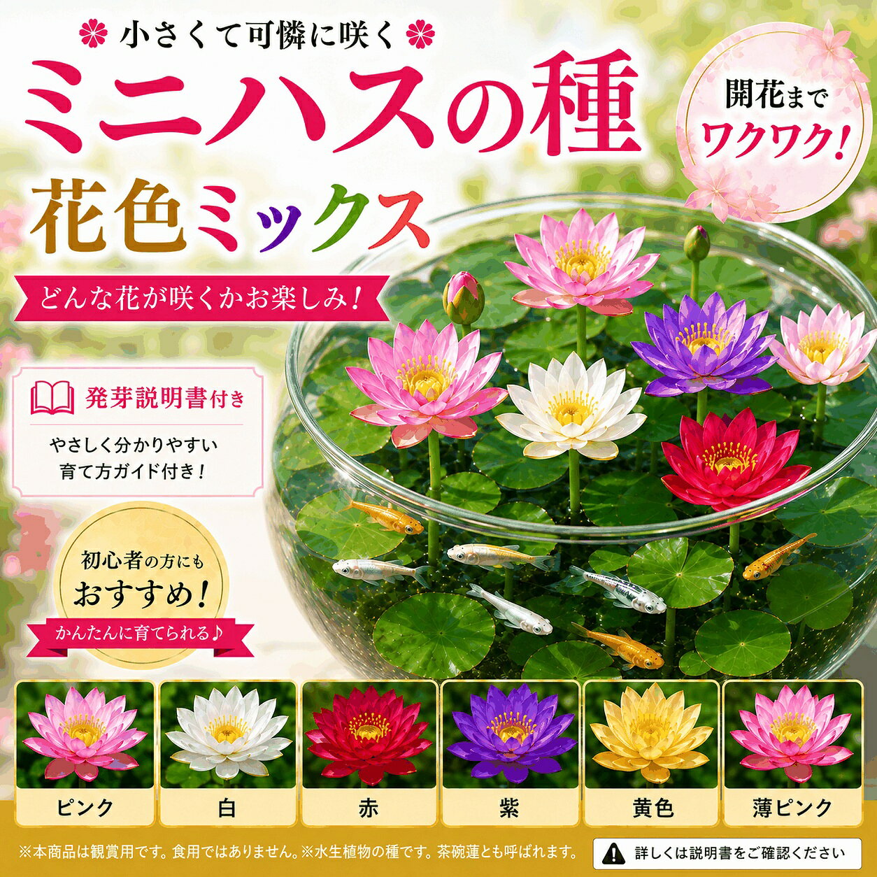 育て方説明書付き ミニハスの種 花色ミックス 削り加工済み 茶碗蓮 ミニ蓮 ハスの種 水鉢 睡蓮鉢 ビオトープ 発芽観察 初心者向け