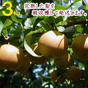 【販売開始】梨 幸水など 朝取り完熟梨 シャキシャキで甘い!【山之上ブランド】福果園 3kg(5玉~10玉) 令和7年 収穫開始! 送料無料 岐阜県 美濃加茂市 なし