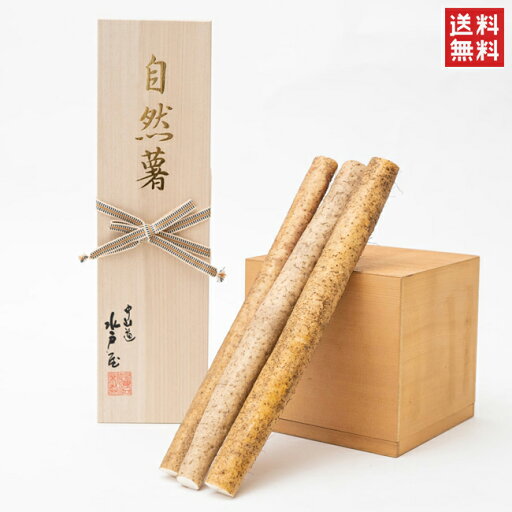 中山道 水戸屋 桐箱入 最高級 自然薯 800g 贈答 ギフト お歳暮 岐阜 ぎふ 中山道 水戸屋 桐箱入 最高級 自然薯 800g 贈答 ギフト お歳暮 岐阜 ぎふ