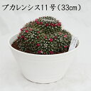 MƈS̊F uJVX 11 33cm ʐ^Ƃ肷鏤i͈قȂ܂  A i Y T{e A Yʓ{ő勉 }~A Mammillaria bucareliensis IV CeA v[g 킢 