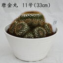 MƈS̊F  11 33cm ʐ^Ƃ肷鏤i͈قȂ܂  A i Y T{e A Yʓ{ő勉 }~A Mammillaria canelensis IV CeA v[g 킢 