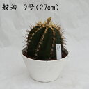 MƈS̊F ʎ 9 27cm ʐ^Ƃ肷鏤i͈قȂ܂  A i Y T{e A Yʓ{ő勉 Astrophytum ornatum AXgtBc IV CeA v[g 킢  