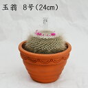 MƈS̊F ʉ 8 24cm ʐ^Ƃ肷鏤i͈قȂ܂  A i Y T{e A Yʓ{ő勉 Mammillaria hahniana }~A IV CeA v[g 킢  