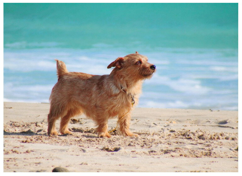 【中古】【1ヶ月保証】キヤノン Canon PowerShot SX410IS 光学40倍ズーム PSSX410IS デジタルカメラ 光学40倍ズーム SDカード付き