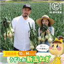 淡路島産新玉ねぎ【うずしお新玉ねぎ M 10kg】東中青果 うずしおファーム 新玉 玉ねぎ 新鮮 玉葱 タマネギ たまねぎ 甘い 限定品 絶品玉ねぎ ブランド玉ねぎ ひょうご安心ブランド認証玉ねぎ JGAP農場栽培玉ねぎ(4)