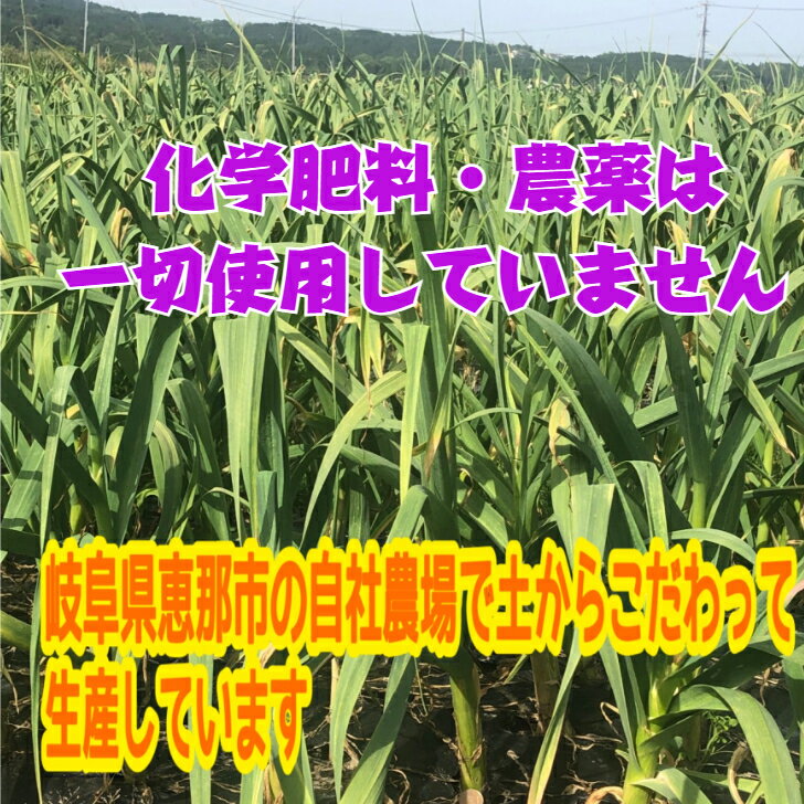 【岐阜県恵那産】青唐辛子カレー 2個セット 国産 安心 岐阜県 えな 恵那産 ひがしの 東野 辛い 生産者 唐辛子　青唐辛子 カレー お手軽 簡単 レトルトご当地カレー ご当地