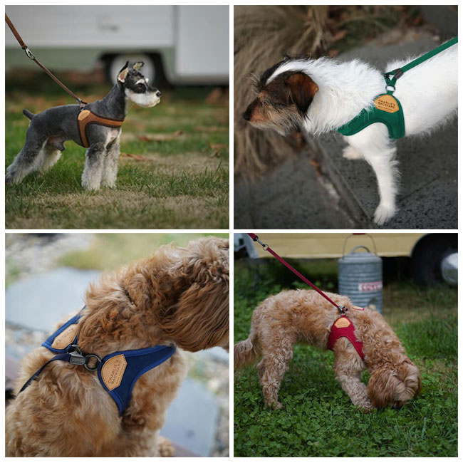 ●CHARLIE’S BACKYARD チャーリーズバックヤード EASY HARNESS L イージーハーネスL 【 犬用品 着脱簡単 散歩 胴輪 小型犬 中型犬 裏地メッシュ 】【メール便・代引不可】
