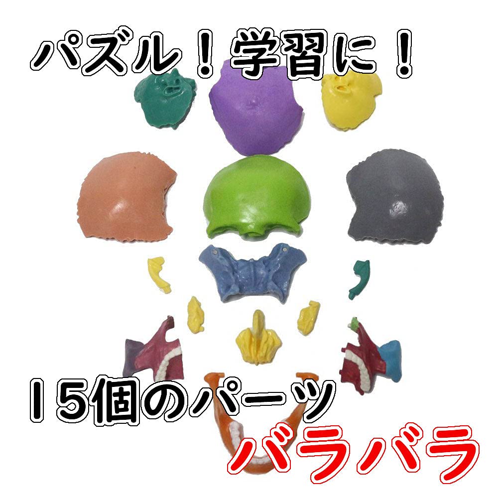 ハイホープの実物の1/2サイズ 15パーツ ばらばら パズル 人体模型 !】頭蓋骨スカル標本 5倍UP｜アングル2