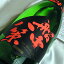 司牡丹 純米 船中八策 1800ml高知県 司牡丹酒造 日本酒