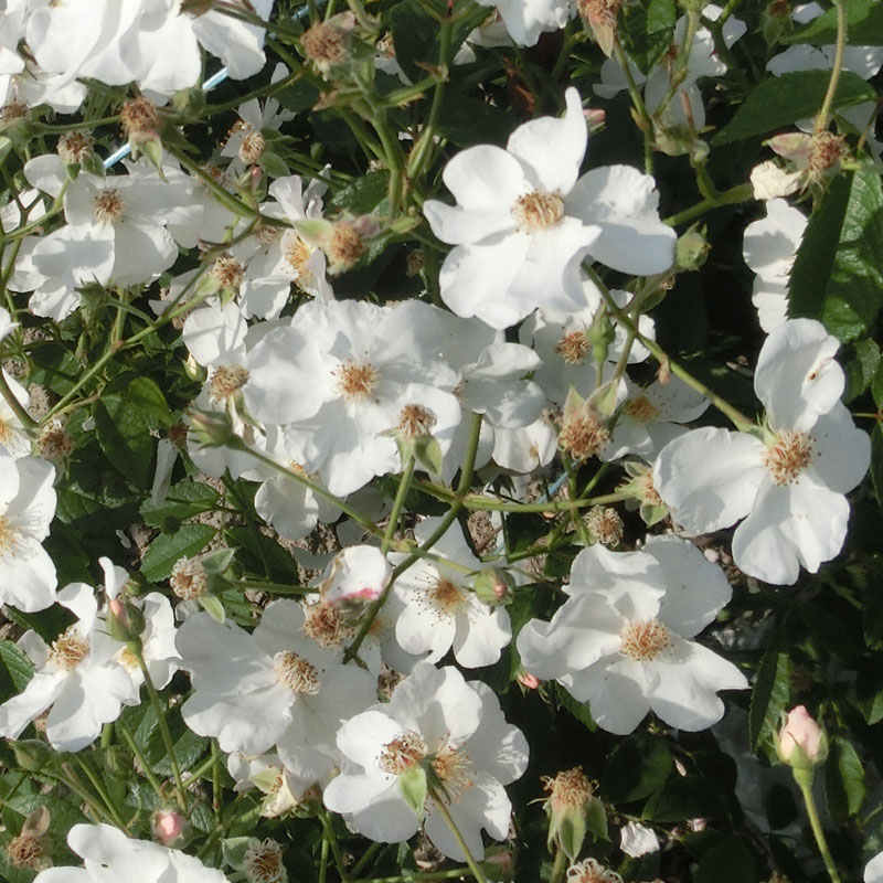 ★エントリーP10！12/4 20:00-12/11 1:59★ 【水谷農園】 バラ苗 2年大株苗 ホワイトマジック つる 4号鉢..