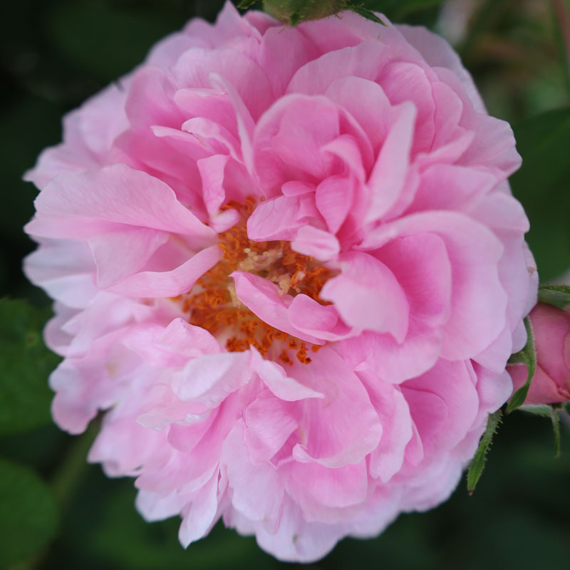 ★エントリーP10！12/4 20:00-12/11 1:59★ 【水谷農園】 バラ苗 2年大株苗 コンテドゥシャンボール オー..