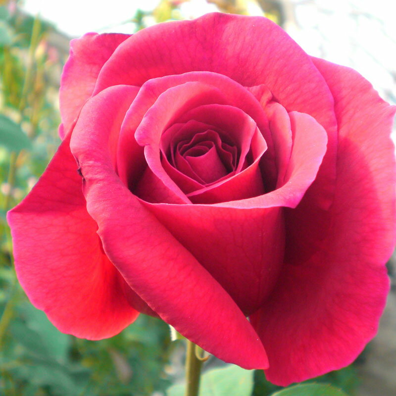 ★エントリーP10！12/4 20:00-12/11 1:59★ 【水谷農園】 バラ苗 2年大株苗 CLパパメイアン つる 4号鉢 ..