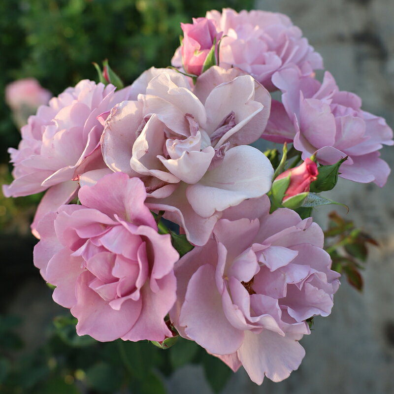 ★エントリーP10！12/4 20:00-12/11 1:59★ 【水谷農園】 バラ苗 2年大株苗 エンジェルダンス 中輪 4号鉢..