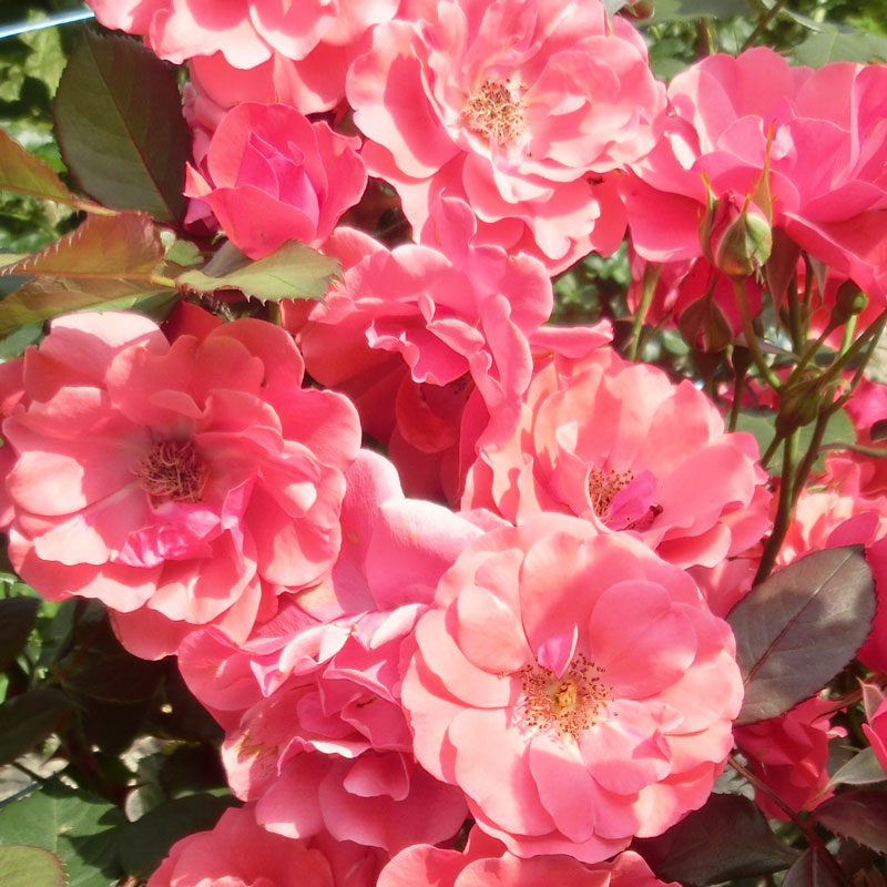 ★エントリーP10！12/4 20:00-12/11 1:59★ 【水谷農園】 バラ苗 2年大株苗 リヒタロー 中輪 4号鉢 丸弁..