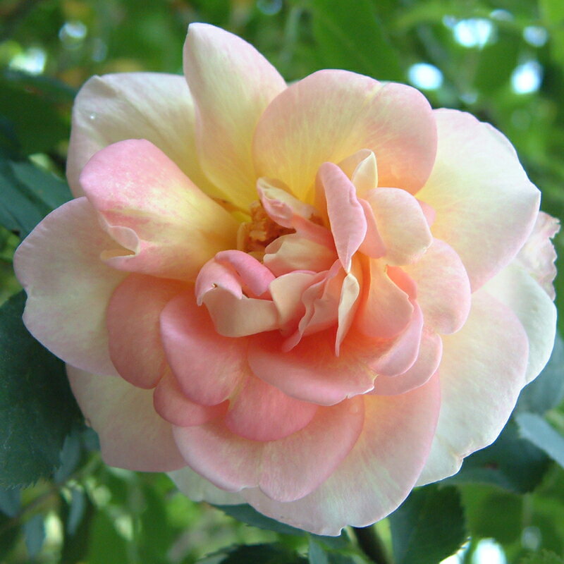 ★エントリーP10！12/4 20:00-12/11 1:59★ 【水谷農園】 バラ苗 2年大株苗 フリューリングスドゥフト つ..