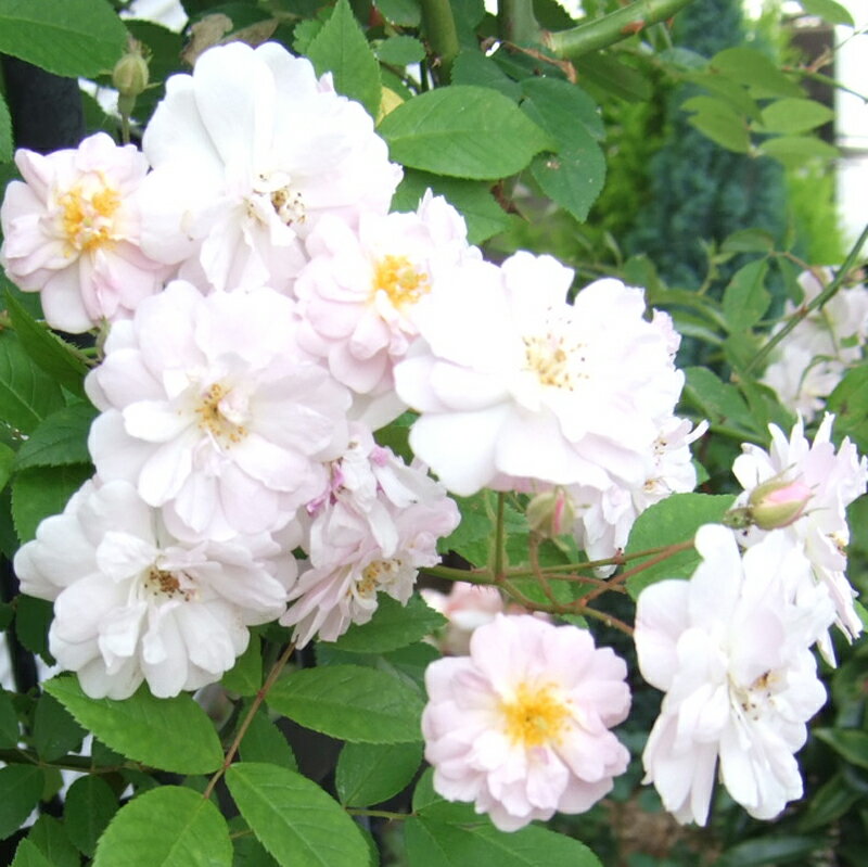 ★エントリーP10！12/4 20:00-12/11 1:59★ 【水谷農園】 バラ苗 2年大株苗 ポールズヒマラヤンムスク つ..