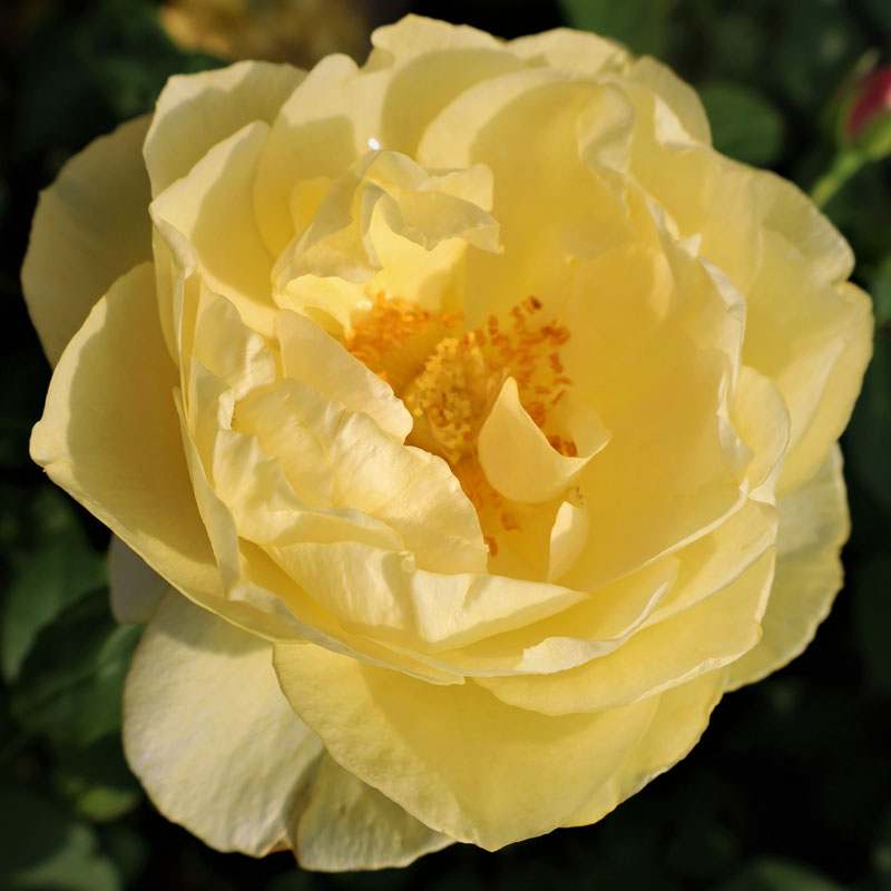 ★エントリーP10！12/4 20:00-12/11 1:59★ 【水谷農園】 バラ苗 2年大株苗 カンデラ 中輪 4号鉢 丸弁平..