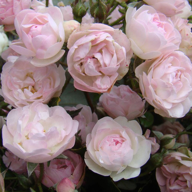 ★エントリーP10！12/4 20:00-12/11 1:59★ 【水谷農園】 バラ苗 2年大株苗 プリンスシャルル・ド・ルク..