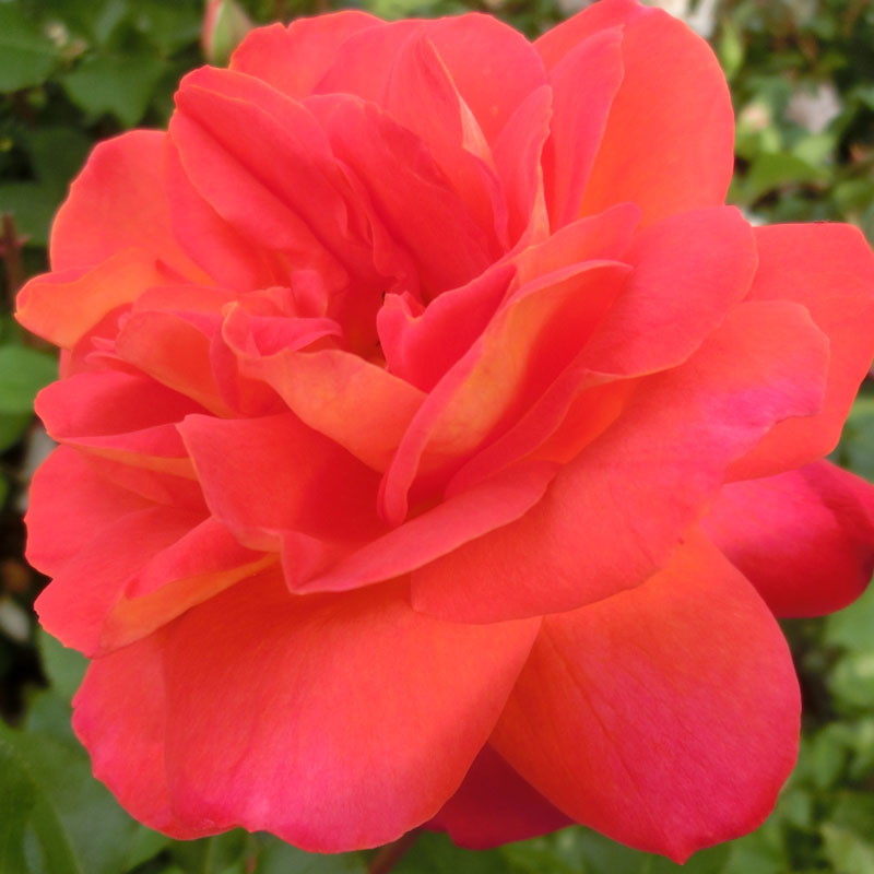 ★エントリーP10！12/4 20:00-12/11 1:59★ 【水谷農園】 バラ苗 2年大株苗 サマーソンネ 中輪 4号鉢 カ..