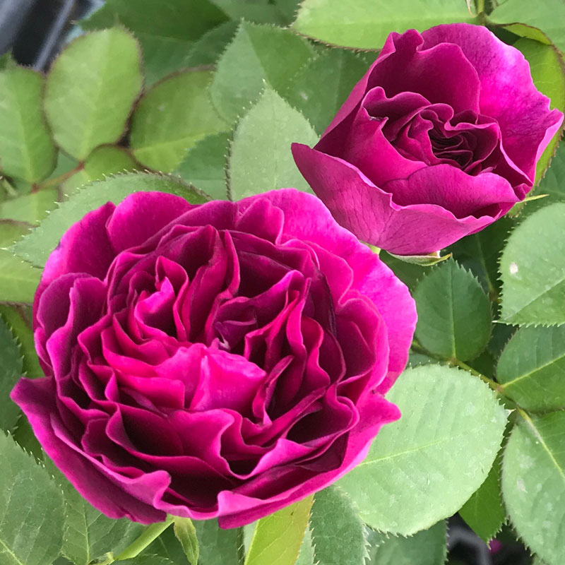 ★エントリーP10！12/4 20:00-12/11 1:59★ 【水谷農園】 バラ苗 2年大株苗 ミネルヴァ 中輪 4号鉢 丸弁..