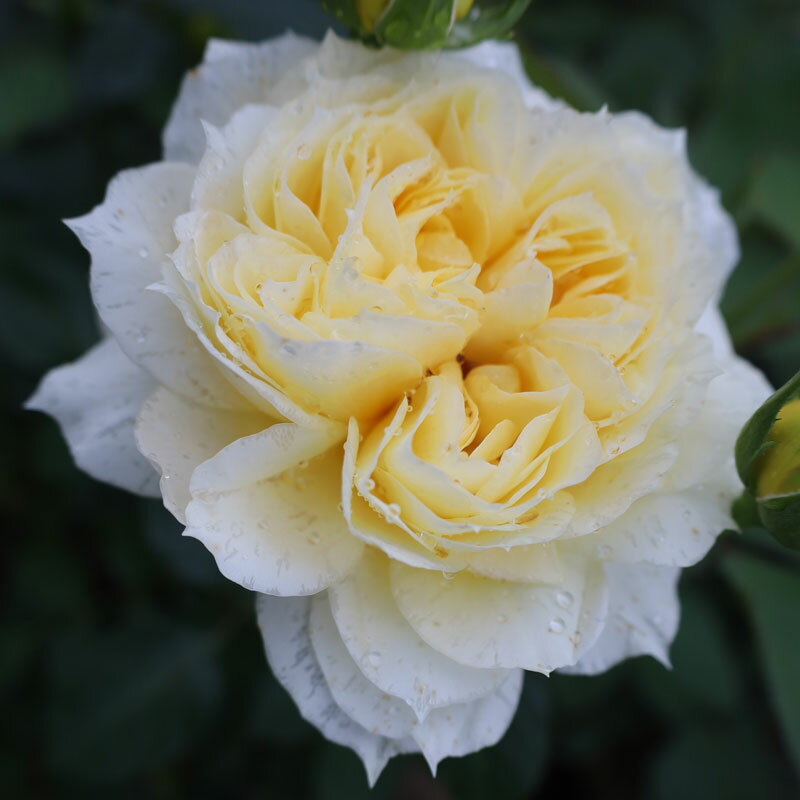 ★エントリーP10！12/4 20:00-12/11 1:59★ 【水谷農園】 バラ苗 2年大株苗 サニーアンティーク 大輪 4号..